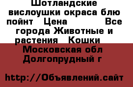 Шотландские вислоушки окраса блю пойнт › Цена ­ 4 000 - Все города Животные и растения » Кошки   . Московская обл.,Долгопрудный г.